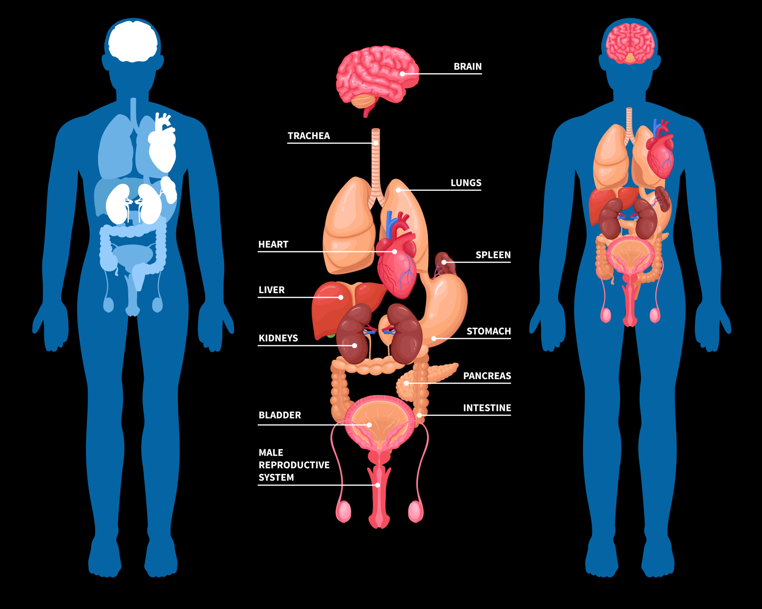 Comprendre le gonflement de la prostate et son traitement